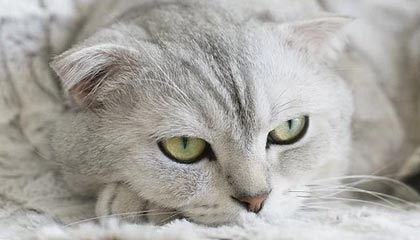 数字货币概念上涨4.72%，12股主力资金净流入超亿元