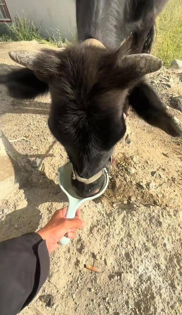 长沙00后小伙在新疆“找矿”,却因喂牛视频走红,当事人:每天见的牛羊比人还多