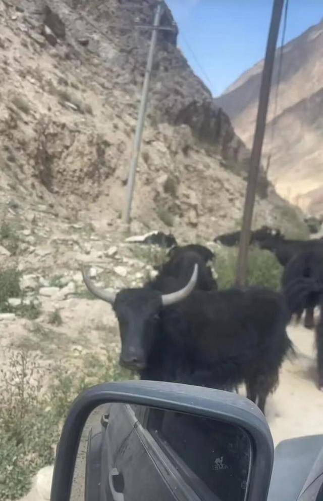 长沙00后小伙在新疆“找矿”,却因喂牛视频走红,当事人:每天见的牛羊比人还多