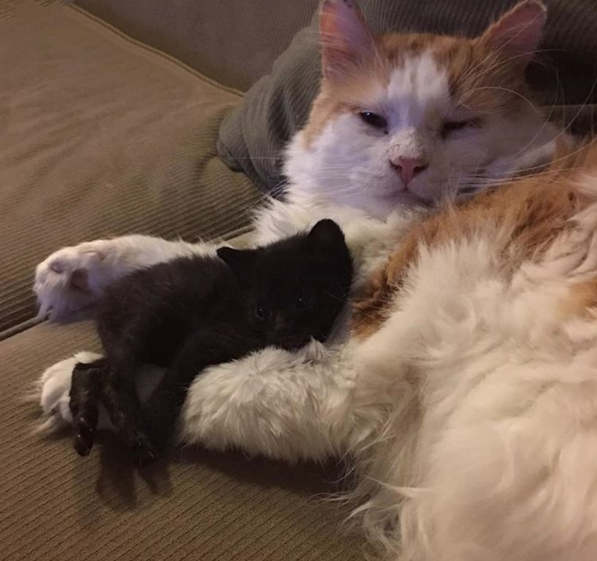 虚拟币老猫(虚拟币mana) 虚拟币老猫(虚拟币mana)